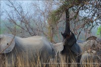 /album/aparjeb/penjari-8-jpg/